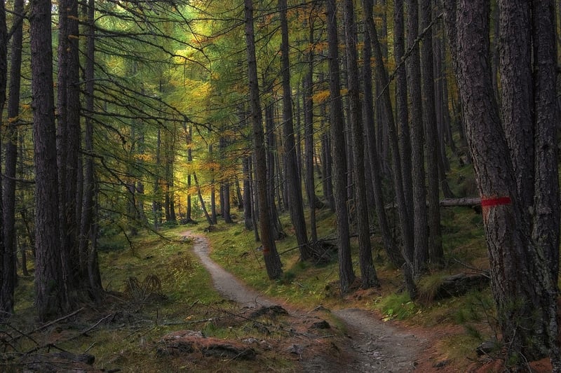 Mystery Trails